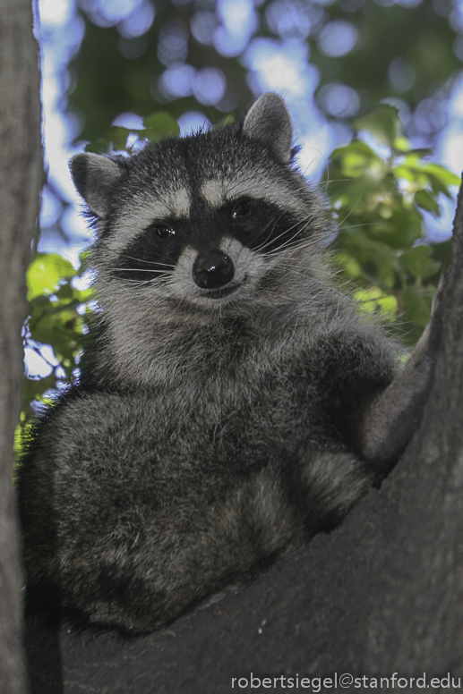 raccoon